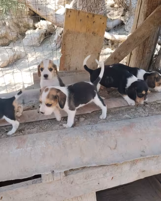 Beagle cani da caccia 