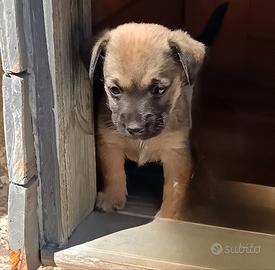 Cagnolini meticci