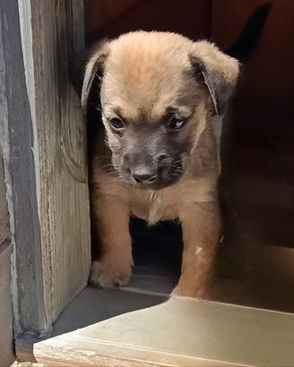 Cagnolini meticci