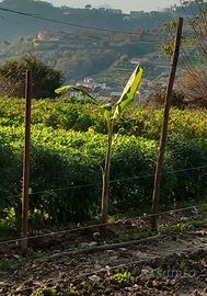 Pianta di banane 