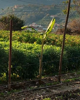 Pianta di banane 