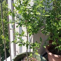 Pianta di Ibisco cinese