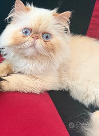Gatto persiano per monta