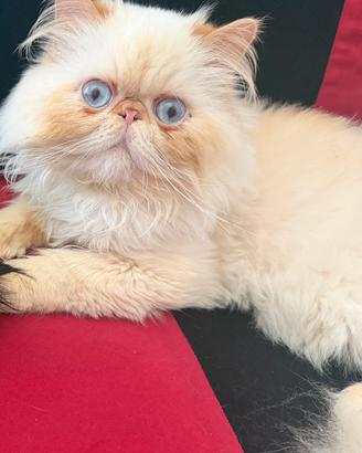 Gatto persiano per monta