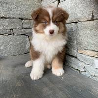 Cucciolo pastore australiano