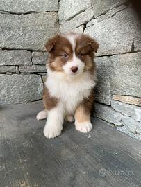 Cucciolo pastore australiano