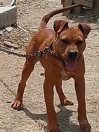Pitbull ukc