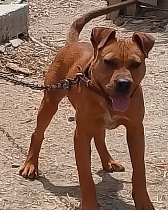 Pitbull ukc
