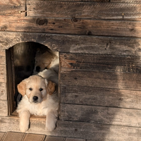 Golden retriever cuccioli