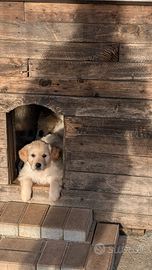 Golden retriever cuccioli