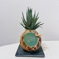 Kokedama Haworthia Fasciata