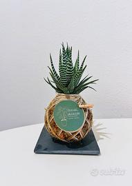 Kokedama Haworthia Fasciata