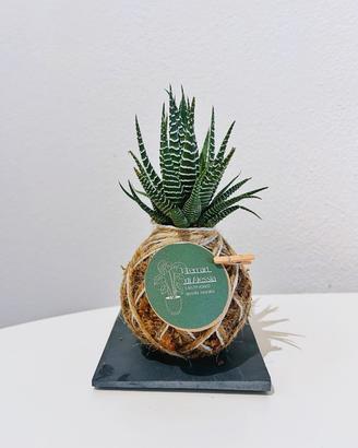 Kokedama Haworthia Fasciata