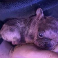 Cucciolo di bulldog francese