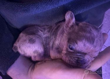 Cucciolo di bulldog francese