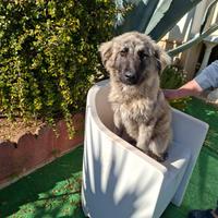 Meravigliosi cuccioli incrocio pastore tedesco