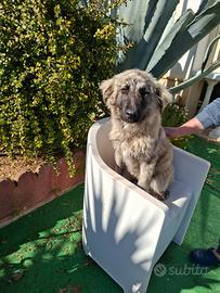 Meravigliosi cuccioli incrocio pastore tedesco