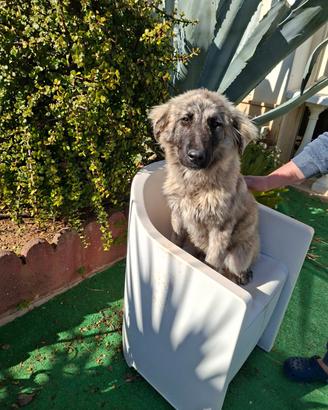 Meravigliosi cuccioli incrocio pastore tedesco
