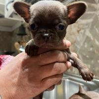 Cuccioli di chihuahua
