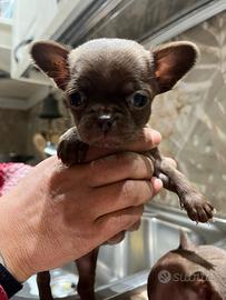 Cuccioli di chihuahua