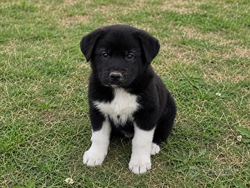 Cuccioli di Akita americano
