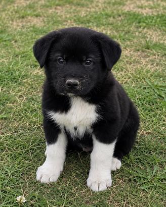 Cuccioli di Akita americano