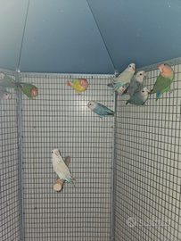 Inseparabili roseicollis