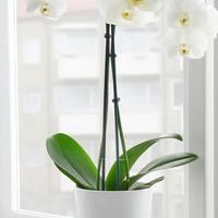 PAPAJA PORTAVASI BIANCO, 14x20 cm orchidee VASO