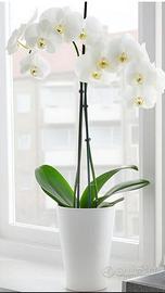 PAPAJA PORTAVASI BIANCO, 14x20 cm orchidea VASO