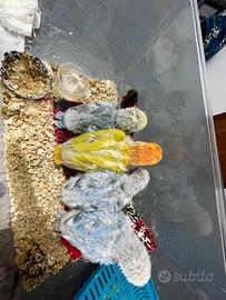 Pappagallo inseparabile allevato a mano