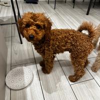 Cucciolo di barboncino nano