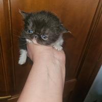 Gatto Persiano Femmina