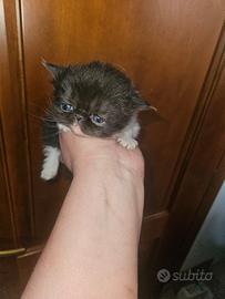 Gatto Persiano Femmina