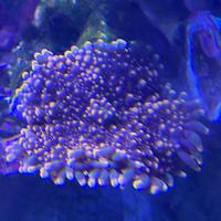 Ricordea yuma arancio corallo molle facile gestion