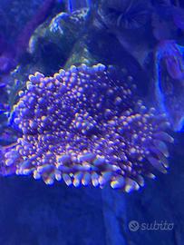 Ricordea yuma arancio corallo molle facile gestion