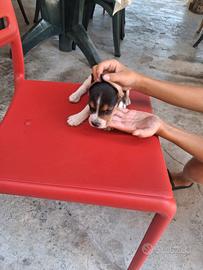 cuccioli di bigol 