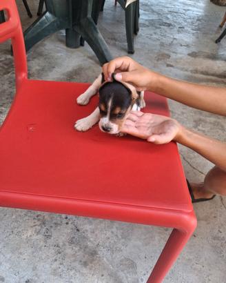 cuccioli di bigol 
