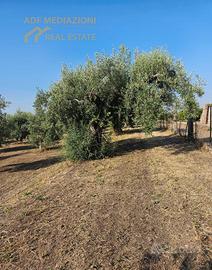 4H.Di Uliveto Con Terreno