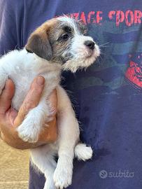 Cuccioli di jack Russell terrier