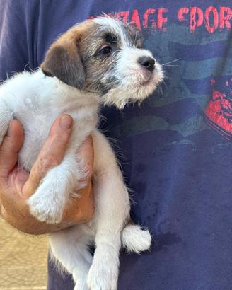 Cuccioli di jack Russell terrier