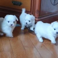 Cuccioli di maltese