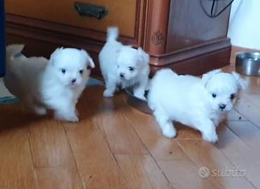 Cuccioli di maltese