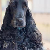 Cocker Spaniel Maschio disponibile per monta