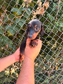 Cuccioli di bassotto nero focato