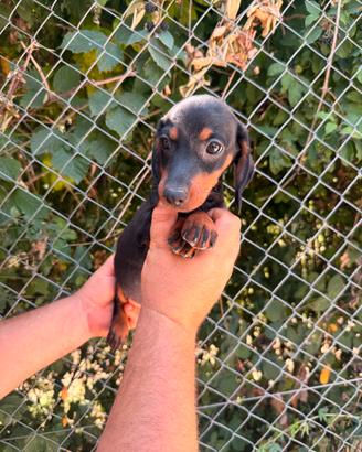 Cuccioli di bassotto nero focato