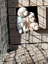 Golden retriever inglese