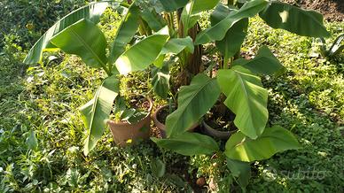 Piante Banano