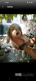 Cucciolo tartufo