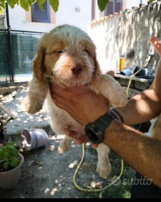 Cucciolo tartufo
