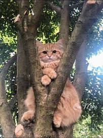 Collaboratrice domestica,assistente famiglia